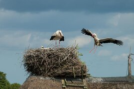 Storchennest in Bergenhusen, Schleswig-Holstein. 