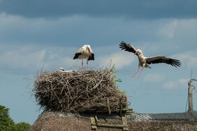 Storchennest in Bergenhusen, Schleswig-Holstein. 