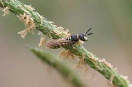 Der Europäische Bienenwolf Philanthus triangulum. 