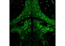 Ein Bild des Gehirns einer Zebrafisch-Larve. Jeder Punkt ist ein einzelnes Neuron. 