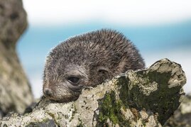 Das Jungtier des Antarktischen Seebären bleibt zehn Tage nach seiner Geburt auf der Insel zurück