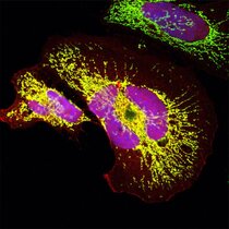 Miniprotein in Mitochondrien