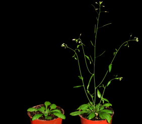 Die Bereitschaft zum Blühen wird bei der Modellpflanze Arabidopsis durch das Hormon Cytokinin reguliert. 