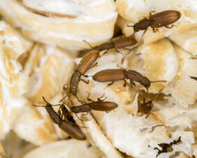   Getreideplattkäfer Oryzaephilus surinamensis auf Haferflocken.