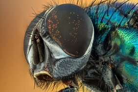 Die Facettenaugen der Insekten bestehen oft aus hunderten Einzelaugen. 