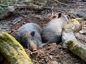 Wildschwein radioaktivität