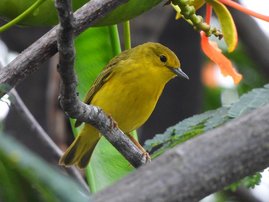 Weiblicher Galápagos-Goldwaldsänger.  