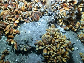 Foto von Tiefseemuscheln der Gattung Bathymodiolus 