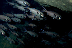 Der Blitzlichtfisch lebt in Schwärmen im Pazifischen Ozean in einer Tiefe von bis zu 400 Metern.