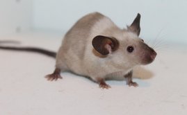 Warum das Hepatitis-E-Virus keine Mäuse infizieren kann Maus