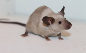 Warum das Hepatitis-E-Virus keine Mäuse infizieren kann Maus