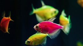 Zierfische