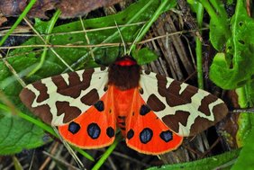 Sehr stark zurückgegangen ist der Braune Bär (Arctia caja), einst ein häufiger Schmetterling auf feuchten Wiesen. 