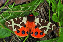 Sehr stark zurückgegangen ist der Braune Bär (Arctia caja), einst ein häufiger Schmetterling auf feuchten Wiesen. 