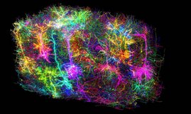 Das Bild zeigt mehr als 1.000 der 120.000 Gehirnzellen (Neuronen + Glia), die im Rahmen des MICRONS-Projekts rekonstruiert wurden.  