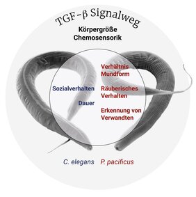 Funktionen des TGF-ß Signalwegs
