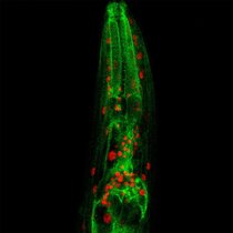 Mikroskopaufnahme eines C. elegans Wurms, wo rot den Zellkern kennzeichnet, wo sich NFYB-1 aufhält, und grün die Lysosomen markiert.