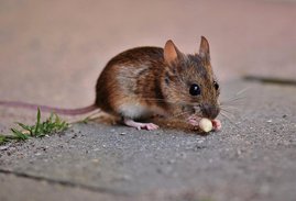 LMU-Forschende entdecken im Mausmodell einen Signalweg, über den die Ernährung die Reifung des Immunsystems beeinflusst. Maus die eine Nuss frisst