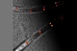 Bestimmte fluoreszierend markierte Proteine des Min-Systems (in rot) sind an ihren Positionen in einer B. subtilis-Zelle zu erkennen. 