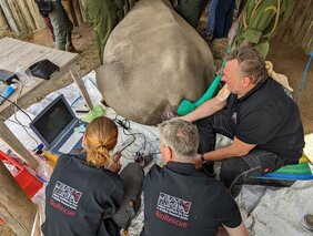 10. Eizellentnahme des BioRescue-Teams beim Nördlichen Breitmaulnashorn Fatu
