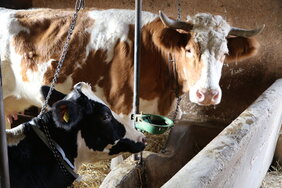   Eine Kuh mit Bewegungssensor am Hals Erdbeben