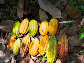 Einheimische Kakaofrüchte