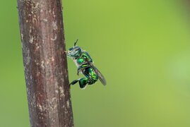 Prachtbienen Parfüm