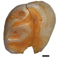Neanderthaler-Milchzahn: Vermutlich beim Zahnwechsel verlor ein Neanderthaler-Kind vor 40.000 bis 70.000 Jahren diesen Milchzahn. 