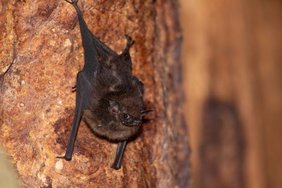 Adultes Saccopteryx bilineata Weibchen im Tagesquartier