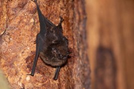 Adultes Saccopteryx bilineata Weibchen im Tagesquartier