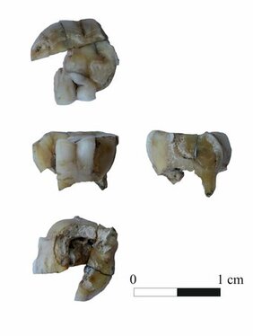 Fragmente eines Zahns von einem Steinzeitmenschen, der vor etwa 14.000 Jahre in der Baikalregion in Südsibirien lebte.