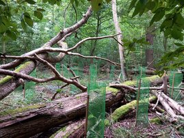 AuWald Forschungsfläche mit hoher Mortalität im Oberstand und artspezifischer Ausdünnung im Unterstand. 