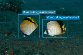 Illustratives Beispiel für KI-gestützte Arterkennung im Korallenriff. Zwei Fische