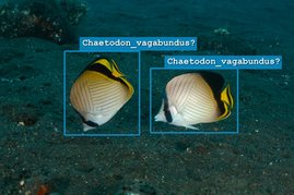 Illustratives Beispiel für KI-gestützte Arterkennung im Korallenriff. Zwei Fische