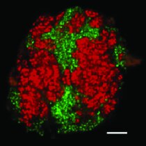 Laser-scanning mikroskopische Aufnahme des Ethanabbauers Ethanoperedens thermophilum (rot) und seines Partnerbakteriums Desulfofervidus auxilii (grün). Zur Identifizierung und Visualisierung werden die Organismen mit einer fluoreszenzmarkierten Gen-Sonde spezifisch eingefärbt. Der weiße Balken entspricht 10 µm. Im Labor bilden sich Konsortien bis zu einer Größe von mehreren 100 µm im Durchmesser.