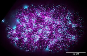 Bild des Aktomyosin-Kortex in einem einzelligen Embryo