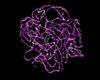 Das Protein SCEP3 (grün) ist ein Bestandteil des synaptonemalen Komplexes (Reißverschluss) und reguliert die meiotischen Crossover. 