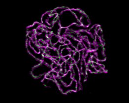 Das Protein SCEP3 (grün) ist ein Bestandteil des synaptonemalen Komplexes (Reißverschluss) und reguliert die meiotischen Crossover. Das Protein SCEP3 (grün) ist ein Bestandteil des synaptonemalen Komplexes (Reißverschluss) und reguliert die meiotischen Crossover.