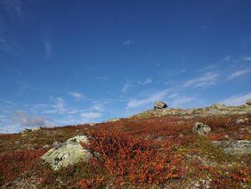 zwergbirke klimawandel