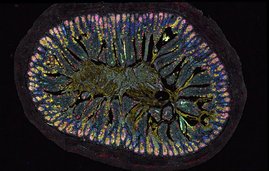 Gewebeschnitt aus dem Darm einer Maus