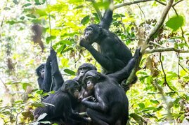Bonobos im Kongo 