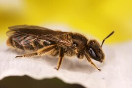 In einer aktuellen Studie untersuchen Biologen der Universität Ulm potenzielle Königinnenpheromone bei Furchenbienen 