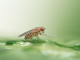 Drosophila busckii 