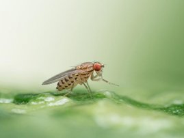 Drosophila busckii 