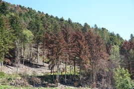 Eine Gruppe abgestorbener Weisstannen im Dollertal in den Vogesen (Frankreich).  