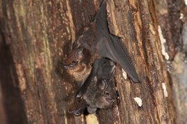 Sackflügelfledermaus Saccopteryx bilineata