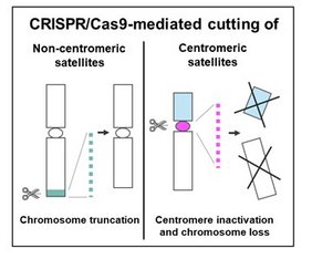 Grafik Verkleinern, entfernen und verändern:  IPK-Team „schneidet“ Weizen-Chromosomen zurecht