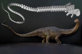 Dinosaurierschwanz und ein Diplodocide