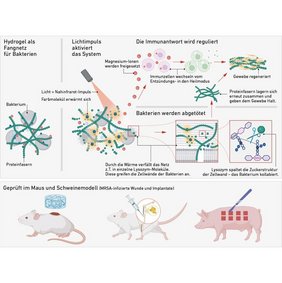 Grafik: Wie das Hydrogel Bakterien einfängt und die Wundheilung fördert.