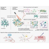 Grafik: Wie das Hydrogel Bakterien einfängt und die Wundheilung fördert.